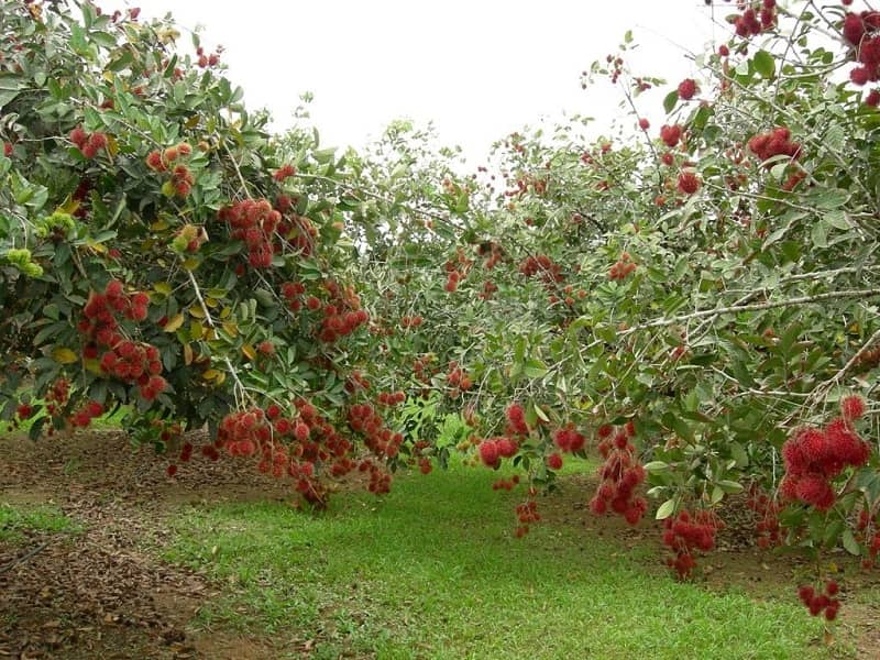 địa điểm vườn trái cây bến tre